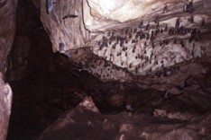 Bats in Gua Telinga